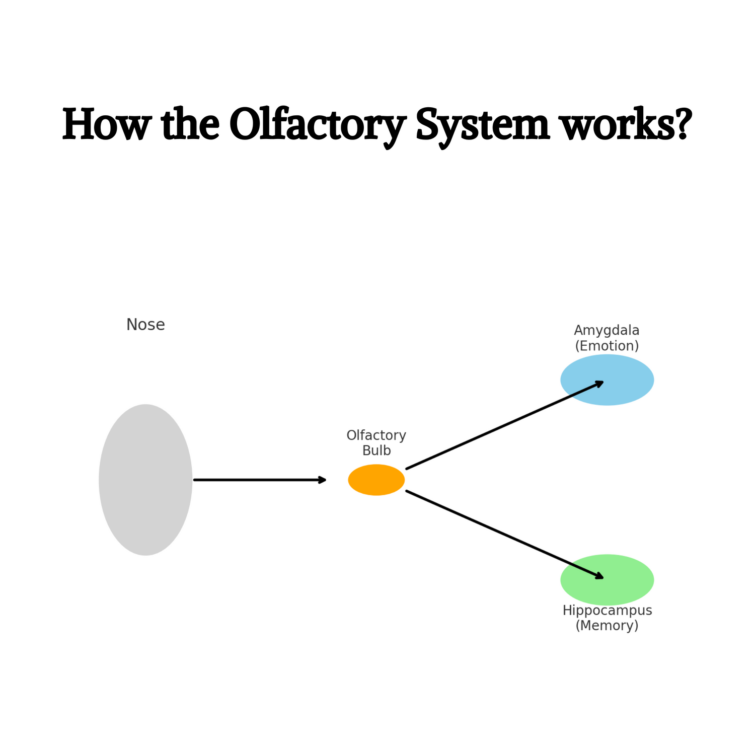 What Does Olfactory Really Mean